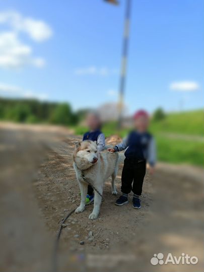 Хаски в добрые руки