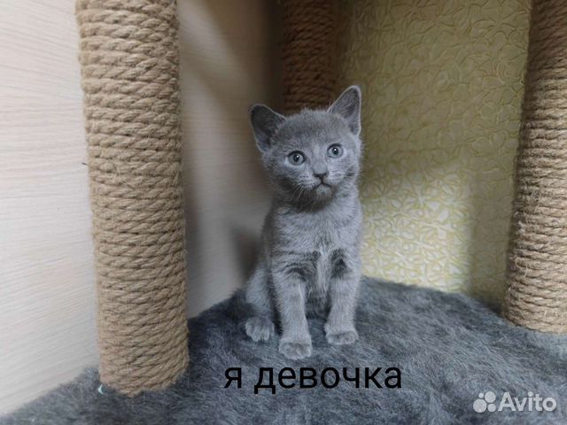 Котята русская голубая объявление продам
