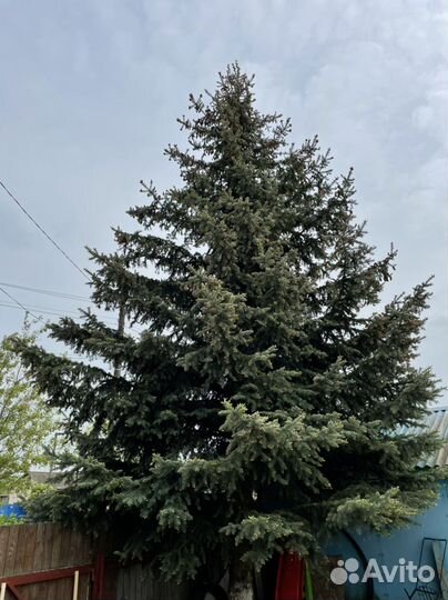 Ель голубая