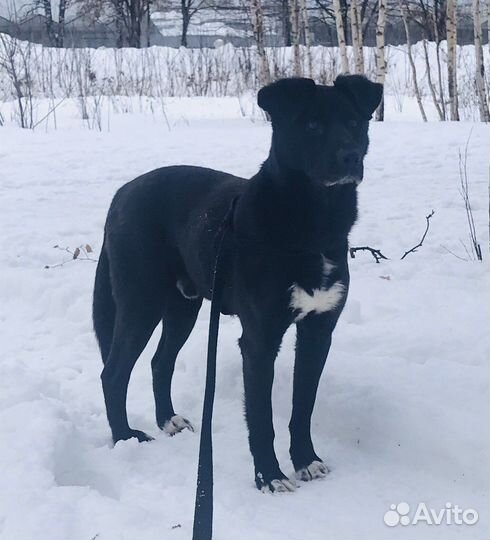 Собака ищет семью