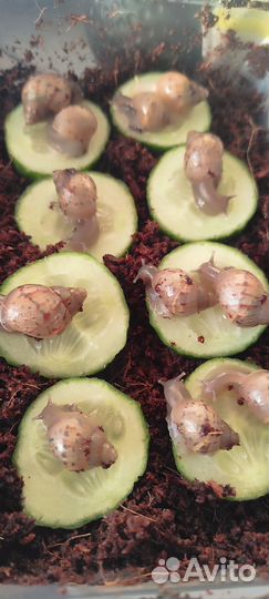 Улитята (улитка Ахатина)