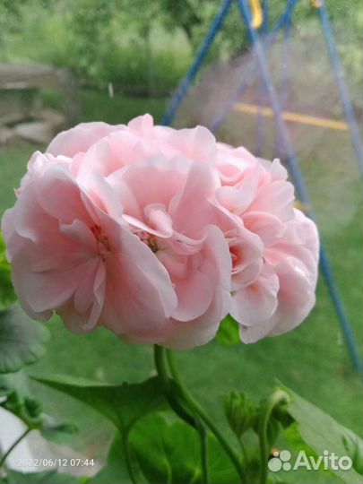 Пеларгония