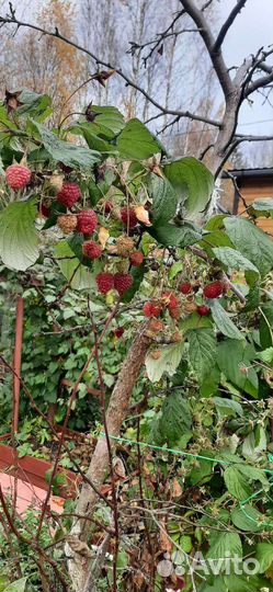 Саженцы ежемалины, спиреи, сирени, малины