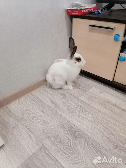 Декоративные кролики