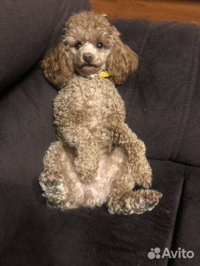 Карликовый пудель вязка