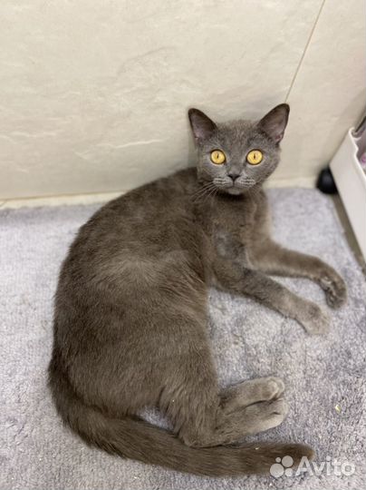 Русская голубая кошка в добрые руки