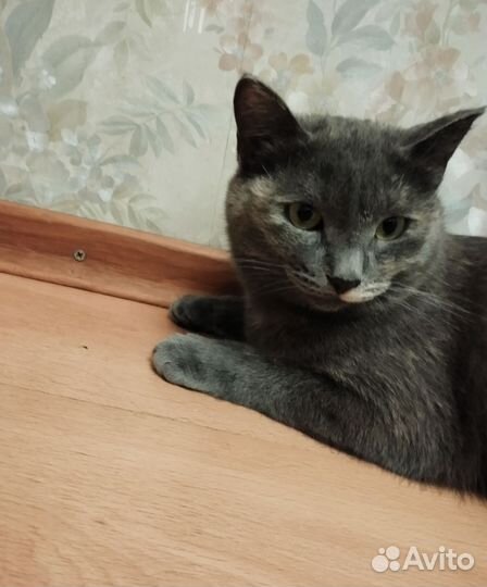 Кошка Герочка в добрые руки