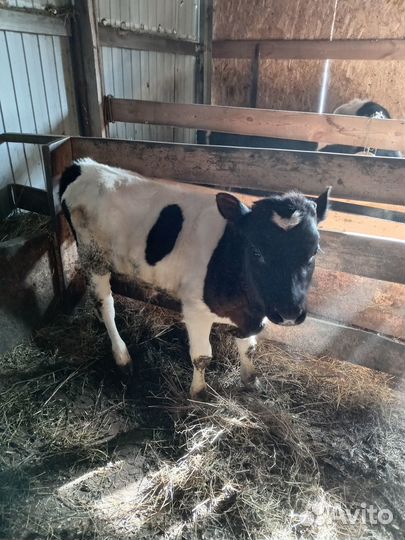 Бычки, корова с телёнком