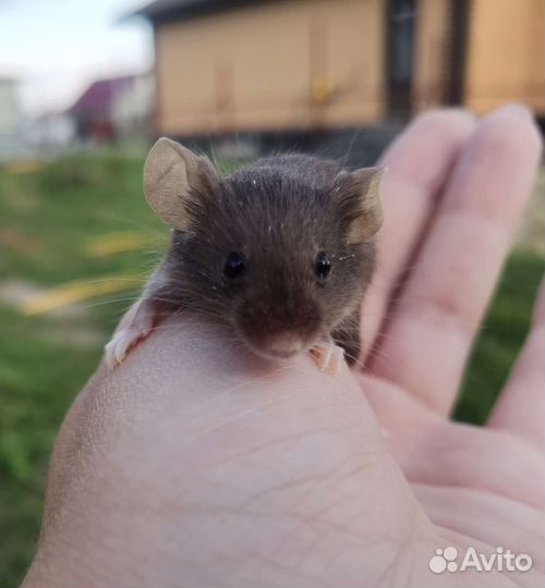 Сатиновые мыши