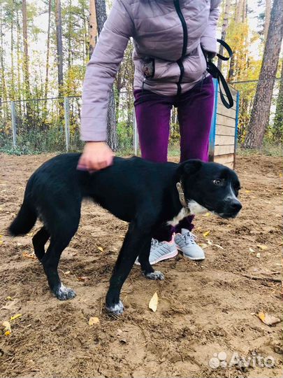 Ласковое Чудо