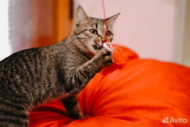 Молодая кошка в добрые руки