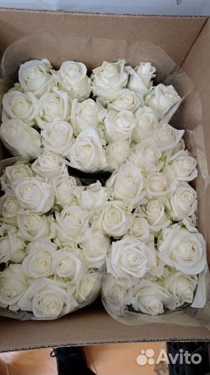 Розы российские