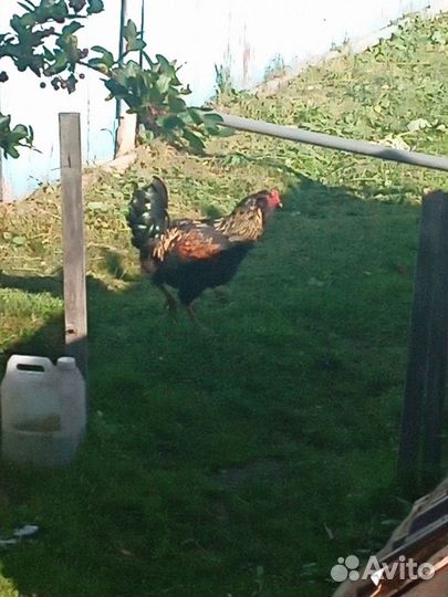 Продам петуха
