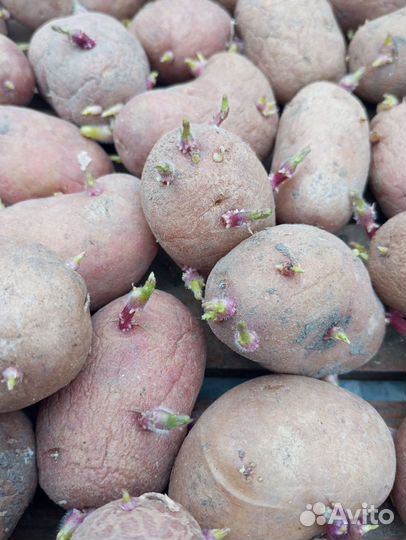 Продам картофель