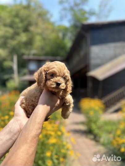 Щенки кокапу