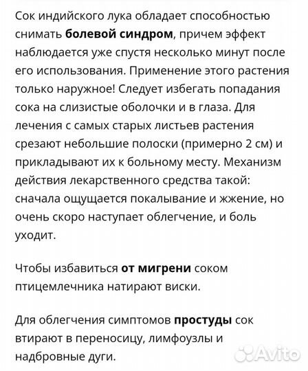 Индийский лук