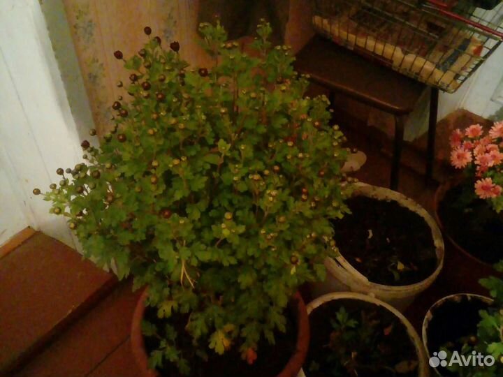 Хризантемы мультифлора