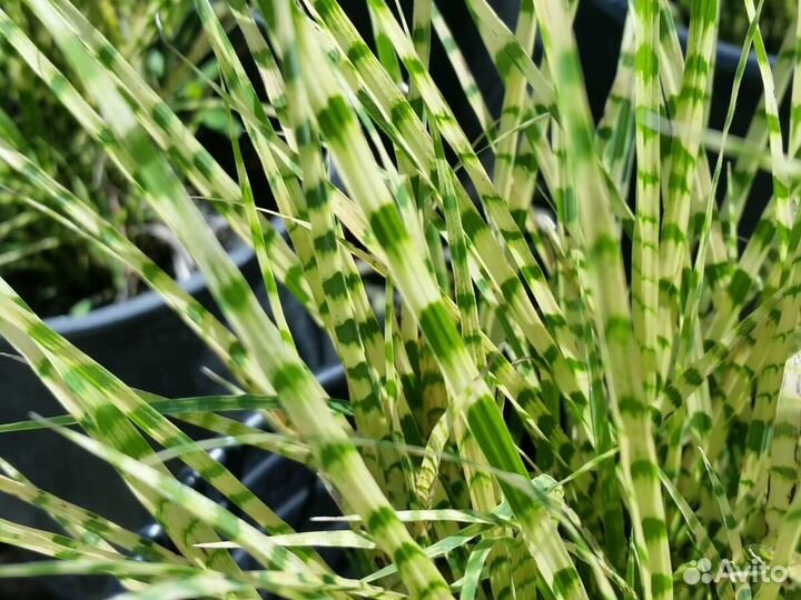 Злаки. Мискантус. Сорт зебрино, Голд бар