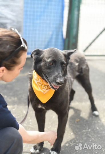 Собака-мечта из приюта