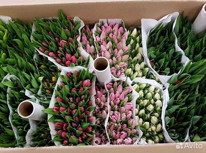 Тюльпаны оптом собственное производство