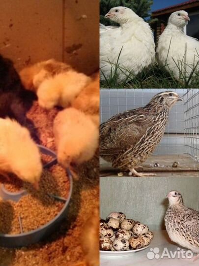 В продаже молодняк птицы