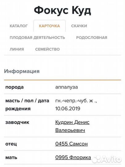 Пони аппалуза