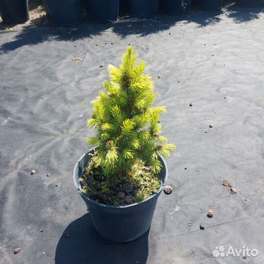 Ель Дейзи Вайт и Коника