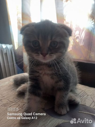 Шотландские котята