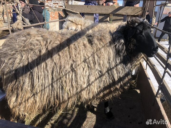 Овцы бараны