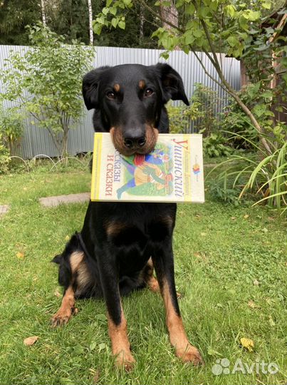 Кинолог, зоопсихолог, дрессировка собак