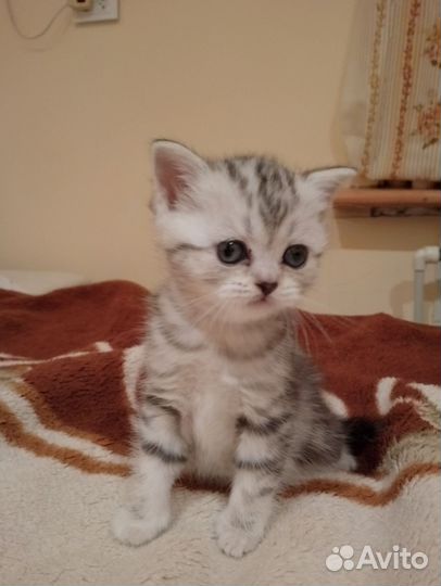 Шотландские котята
