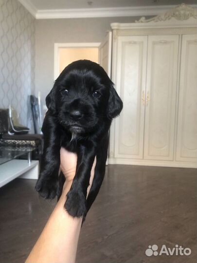 Щенки русского охотничего спаниеля