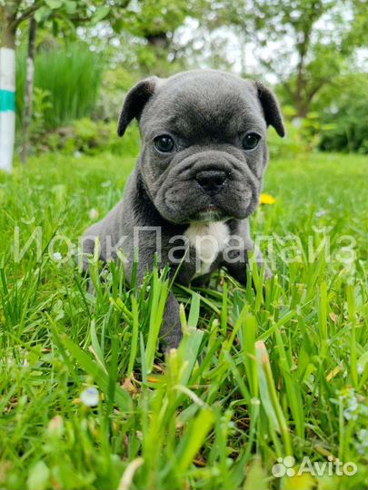 Голубой французский бульдог