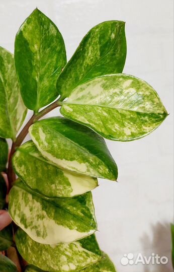 Замиокулькас вариегатный шорт лив