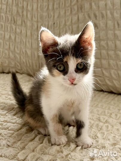 Котёнок девочка в добрые руки