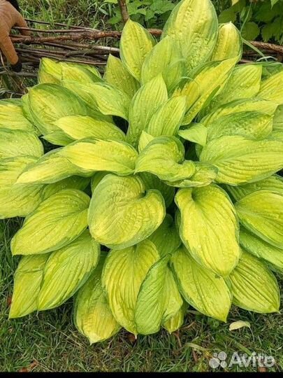 Набор сортовых хост