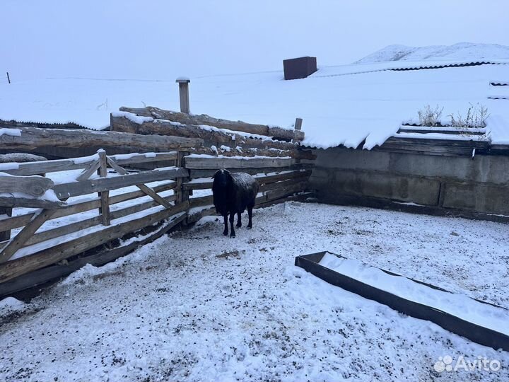 Бараны эдильбай