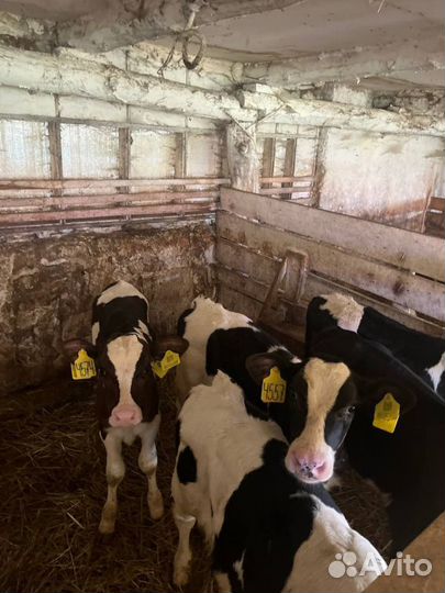 Телята бычки доставка