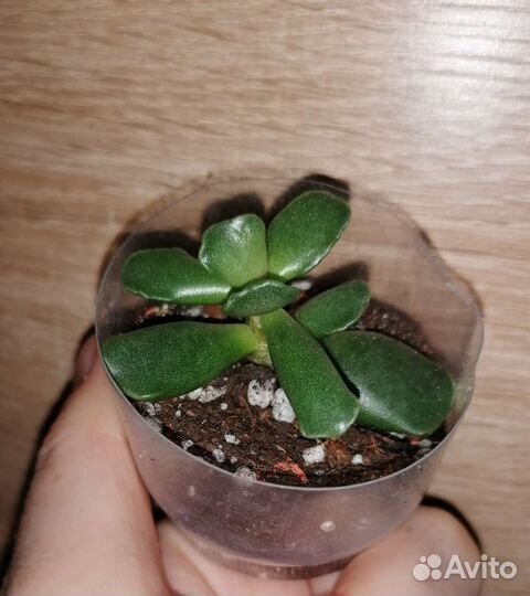 Суккуленты разные