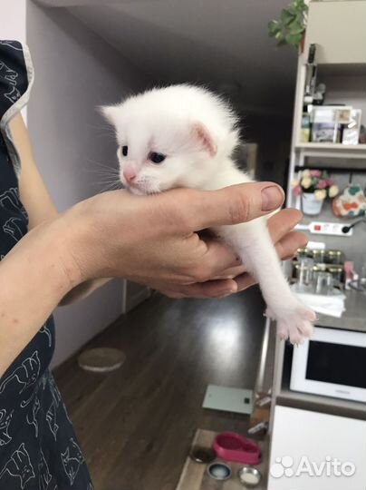 Котята отдам в добрые руки бесплатно