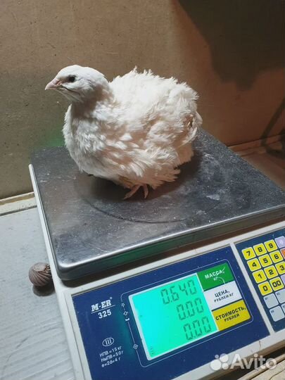 Перепела (техасский)