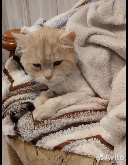 Солнечный котик