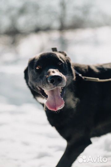 Собака Шиша