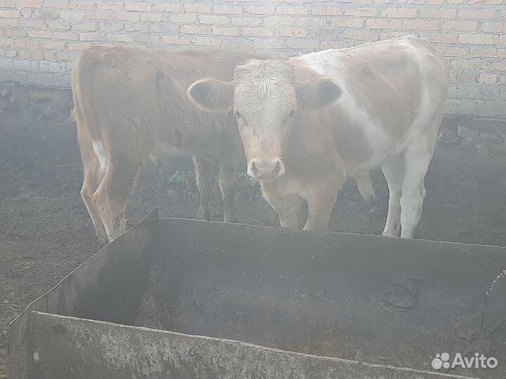 Телки бычки герефорды от 5 месяцев