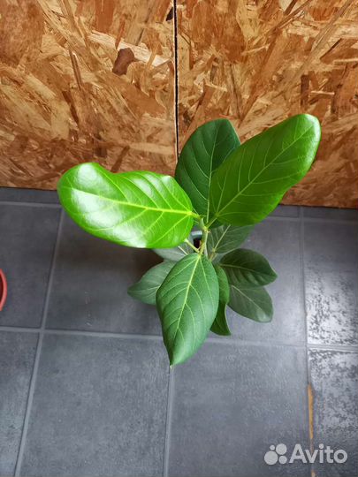 Фикус Андрей