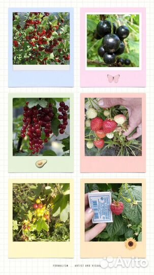 Ягоды в саду