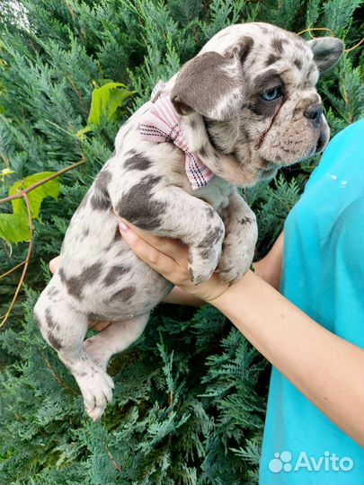 Француженка голубоглазое чудо