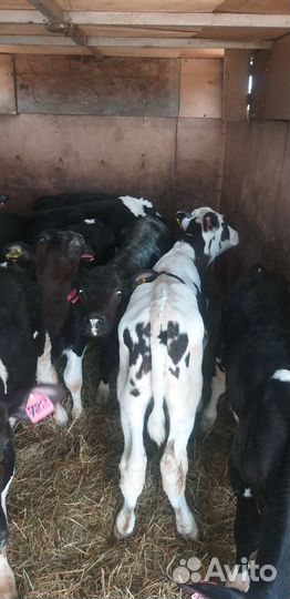 Бычки 4 мес