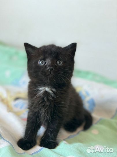 Котенок мальчик