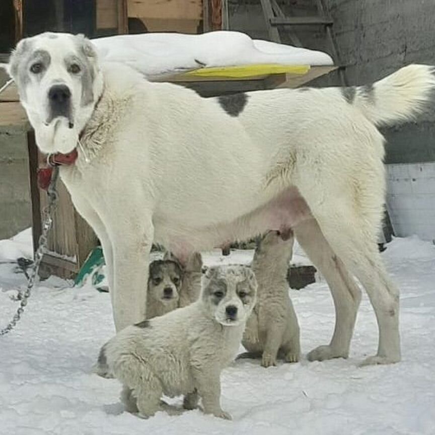 Щенки сао алабай